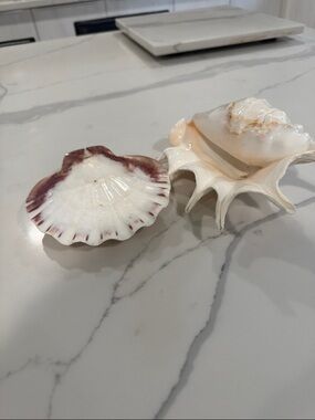 Decorative Natural Seashell Set - White with Soft Pink Accents
